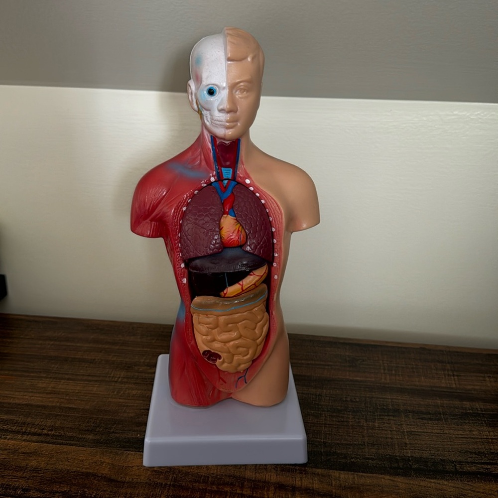Human Anatomy Sculpture for Learning